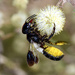 Megachile maxillosa - Photo (c) sssuresh, osa oikeuksista pidätetään (CC BY-NC)