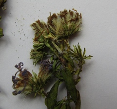 Symphyotrichum novi-belgii