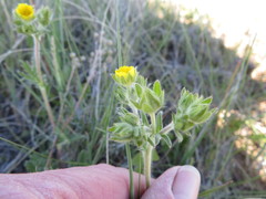 Potentilla bipinnatifida