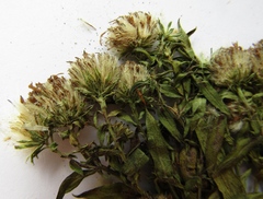 Symphyotrichum novi-belgii