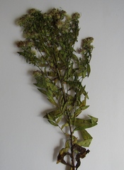 Symphyotrichum novi-belgii