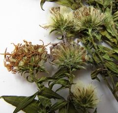 Symphyotrichum novi-belgii