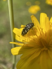 Acmaeodera ornata