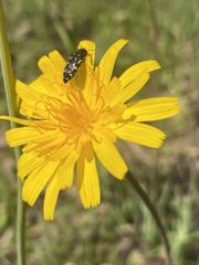 Acmaeodera ornata