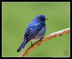 Eumyias albicaudatus