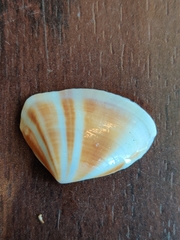 Latona cuneata