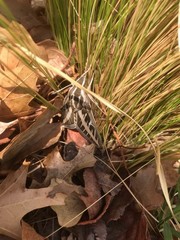Hyles lineata