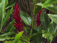 Alpinia purpurata