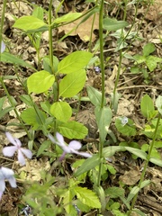 Phlox divaricata laphamii