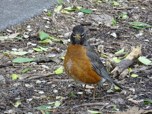 American Robin photographed in Minnesota