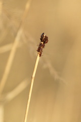 Dermacentor reticulatus