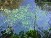 Long-styled Water-Starwort - Photo (c) Oleksandr Shynder, some rights reserved (CC BY-NC), uploaded by Oleksandr Shynder