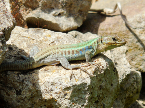 Peloponnese Wall Lizard, photo 6 of 9