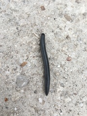 Ommatoiulus sabulosus aimatopodus