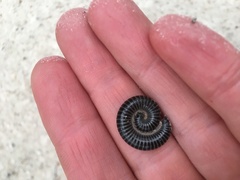 Ommatoiulus sabulosus aimatopodus