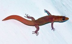 Sphaerodactylus
