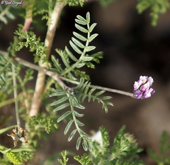Astragalus asterias