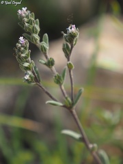 Buglossoides tenuiflora