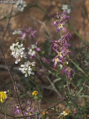 Matthiola longipetala