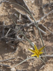 Gagea reticulata