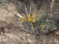 Gagea reticulata