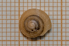 Heliacus fallaciosus