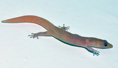 Sphaerodactylus