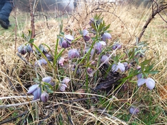 Helleborus purpurascens