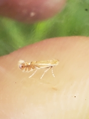 Phyllonorycter quercifoliella