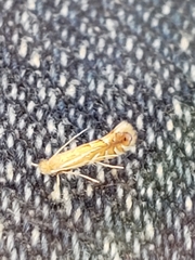 Phyllonorycter quercifoliella