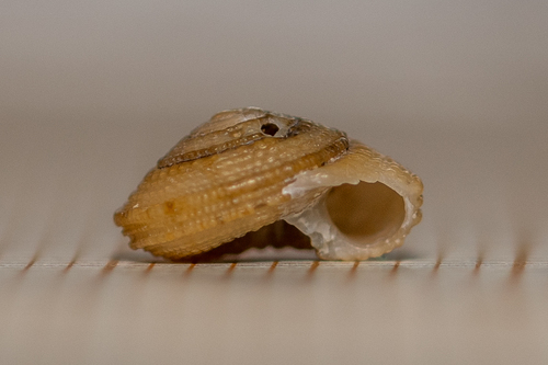 Representative image of Heliacus fallaciosus