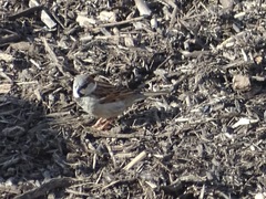 Passer domesticus