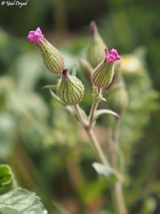 Silene coniflora