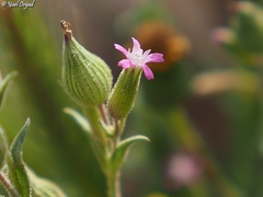 Silene coniflora