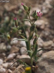 Silene coniflora
