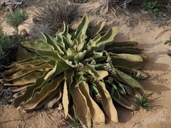 Verbascum sinaiticum