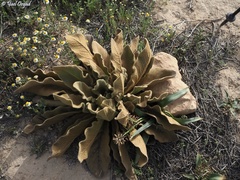 Verbascum sinaiticum