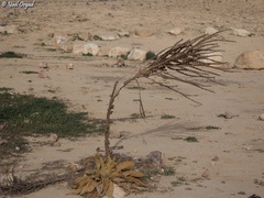 Verbascum sinaiticum