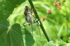 Diceroprocta vitripennis