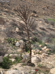 Verbascum sinaiticum