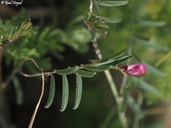 Vicia monantha