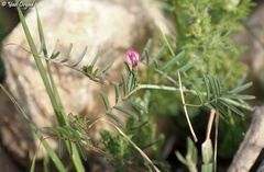 Vicia monantha
