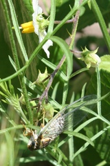 Diceroprocta vitripennis