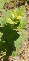 Eupatorium rotundifolium