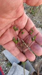 Arracacia molseedii