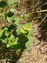 Eupatorium rotundifolium