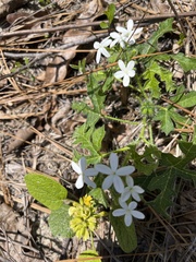 Cnidoscolus stimulosus