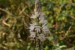 Asphodelus albus