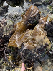 Pleurophycus gardneri