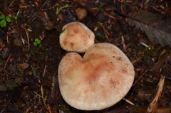 Leucopaxillus eucalyptorum